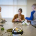 Bisnis Modal Kecil di Bidang Tanaman Hias: Contoh dan Tips