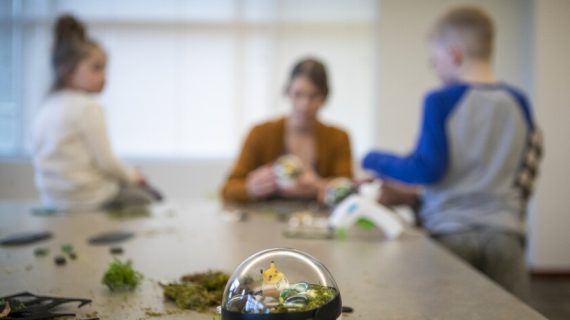 Bisnis Modal Kecil di Bidang Tanaman Hias: Contoh dan Tips