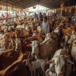 Jual Sapi dan Kambing Qurban di Tangerang: Pilihan Terbaik untuk Perayaan Idul Adha Anda