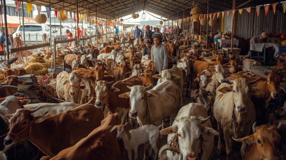 Jual Sapi dan Kambing Qurban di Tangerang: Pilihan Terbaik untuk Perayaan Idul Adha Anda