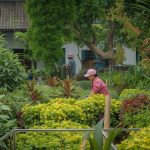 Tukang Taman di Tangerang: Solusi Terbaik untuk Taman Rumah dan Komersial Anda